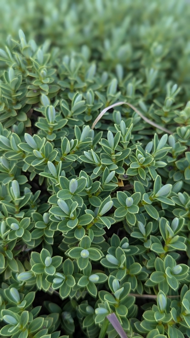 Veronica albicans photo 2