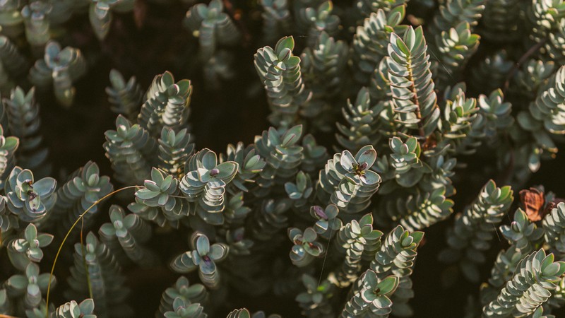 Veronica albicans photo 3
