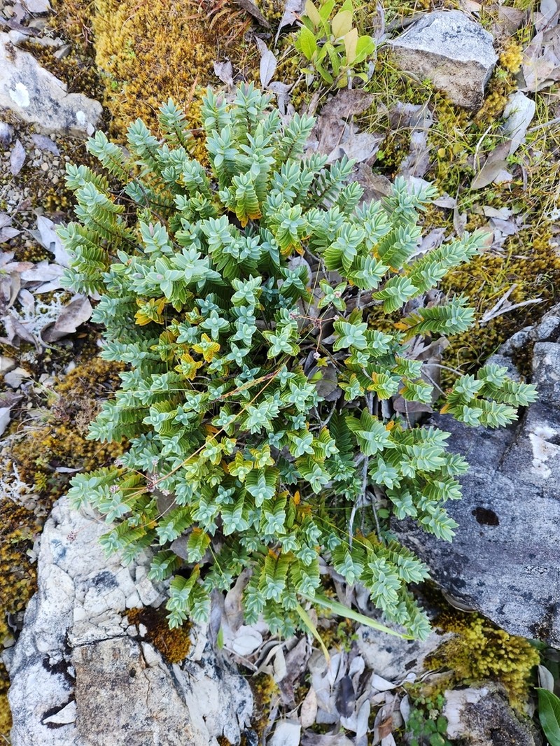 Veronica albicans photo 4