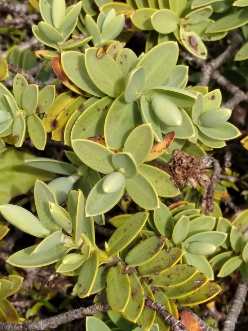 Veronica albicans photo 5