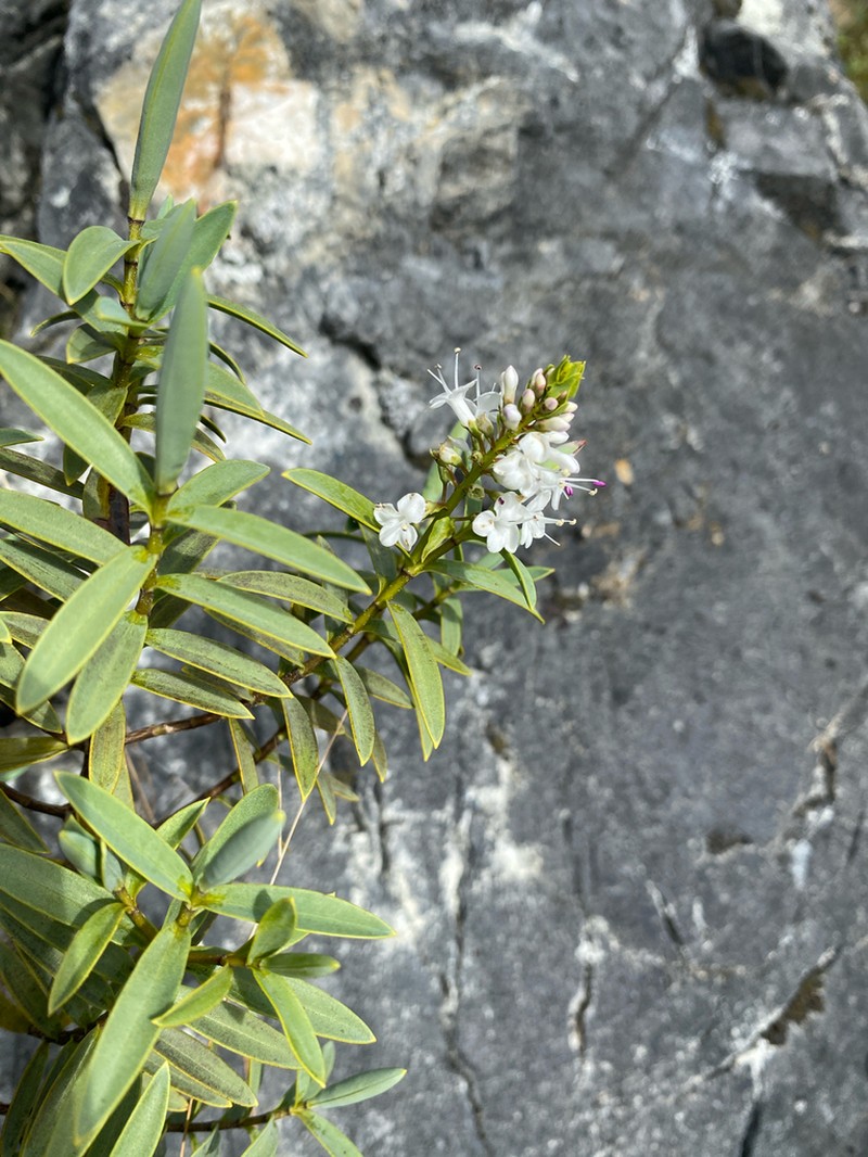 Veronica albicans photo 6