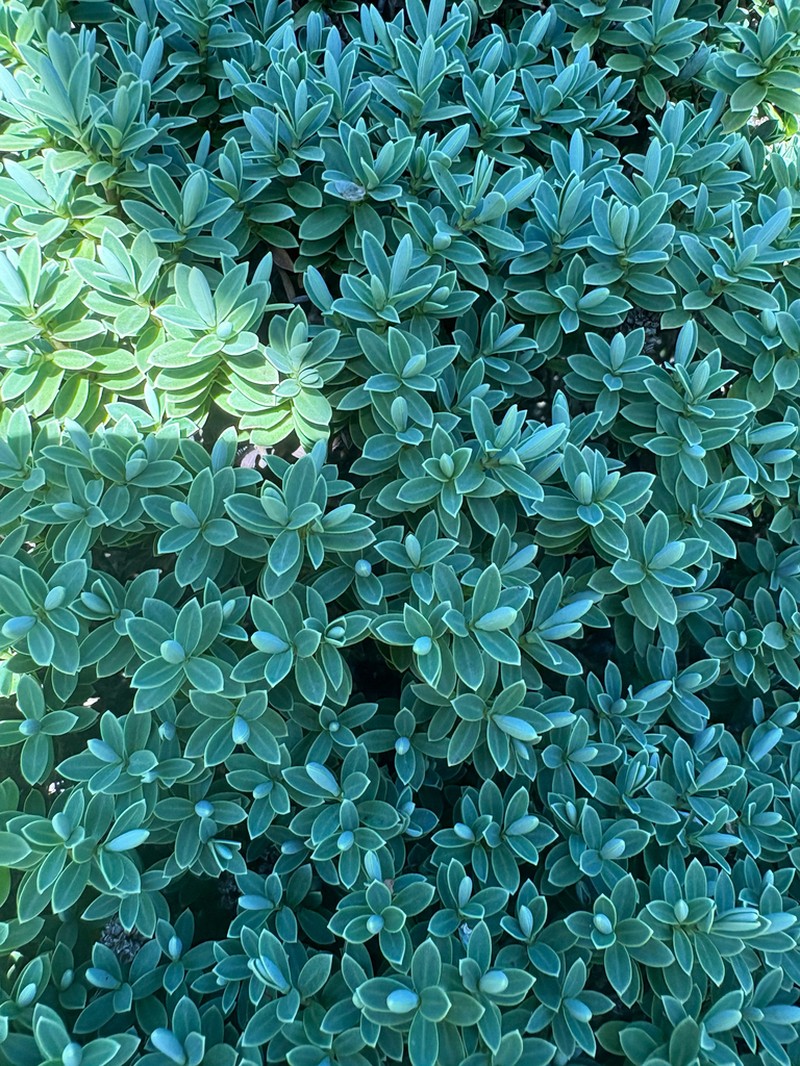 Veronica albicans photo 7