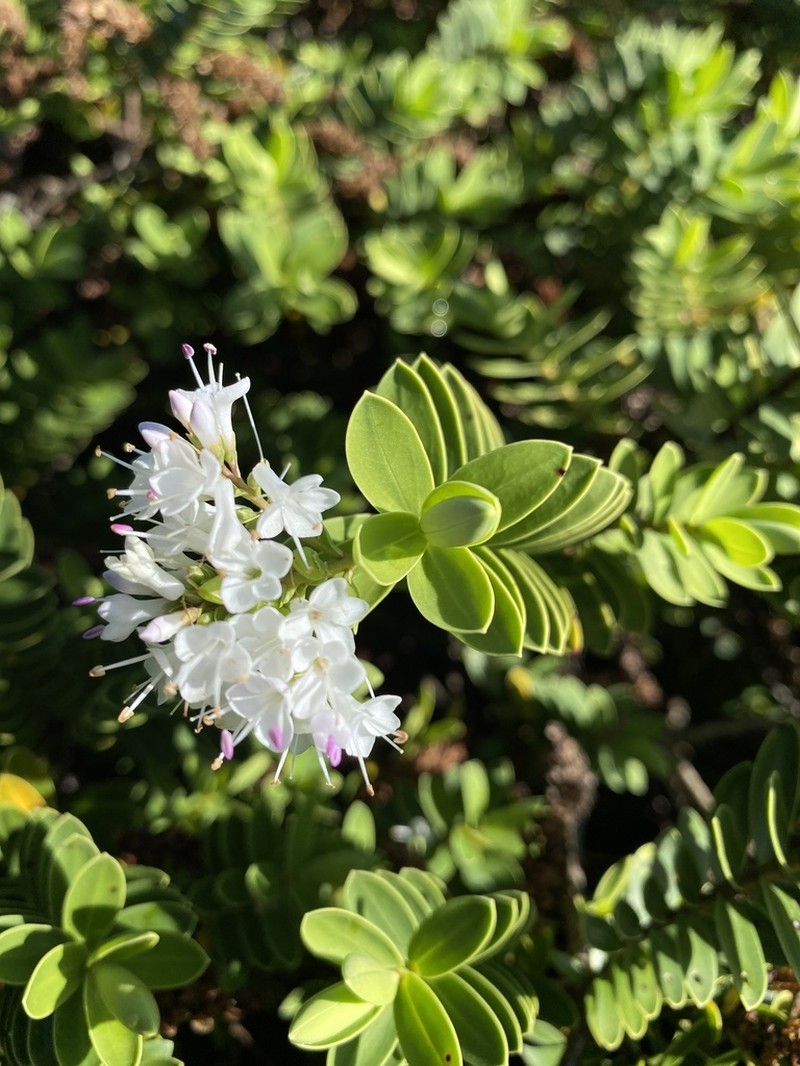 Veronica albicans photo 8