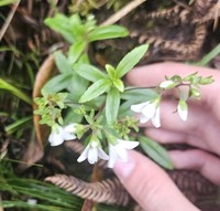 Veronica albiflora