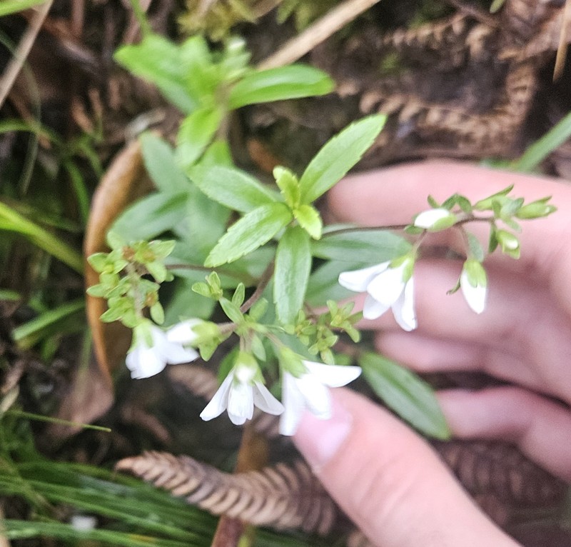 Veronica albiflora photo 3