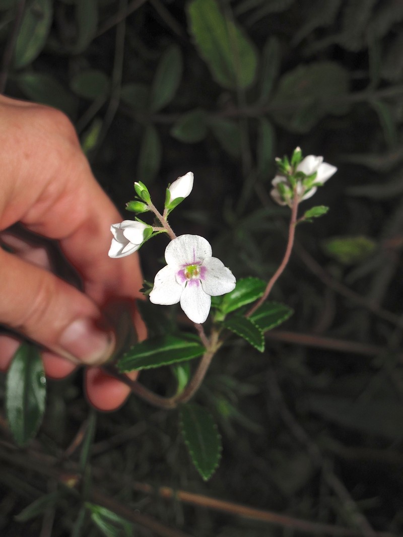 Veronica albiflora photo 4