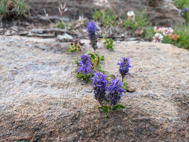 Veronica allionii