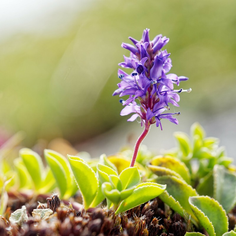 Veronica allionii photo 2