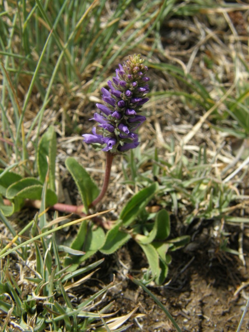 Veronica allionii photo 3