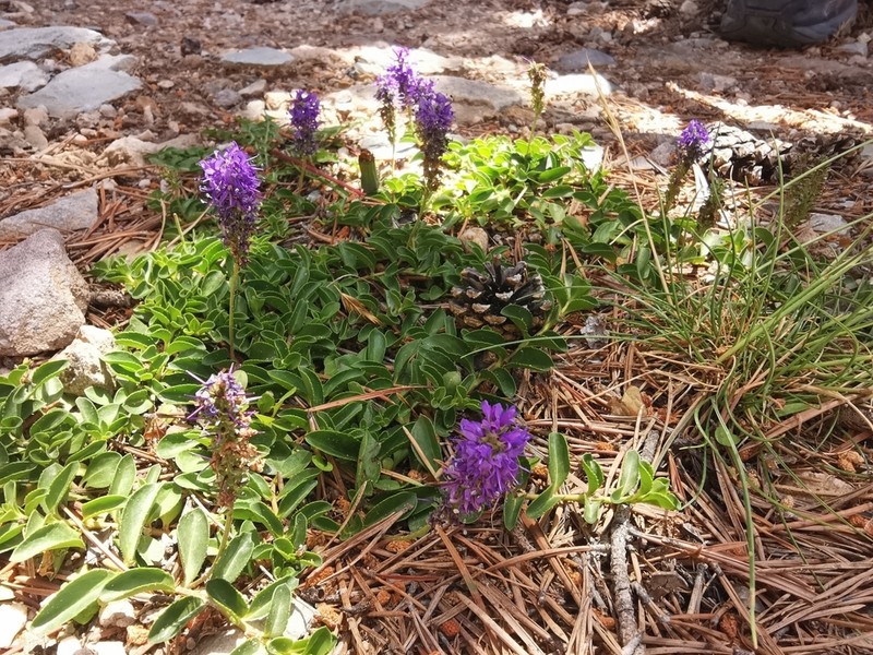 Veronica allionii photo 4