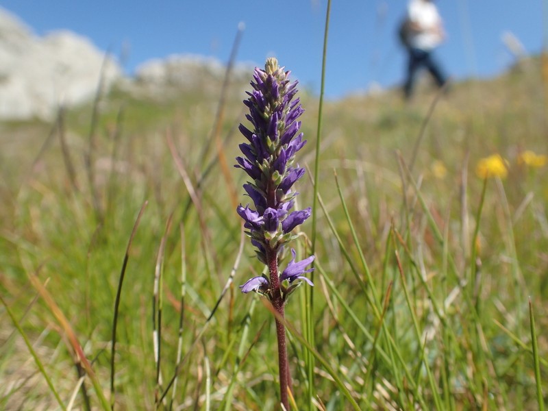 Veronica allionii photo 5