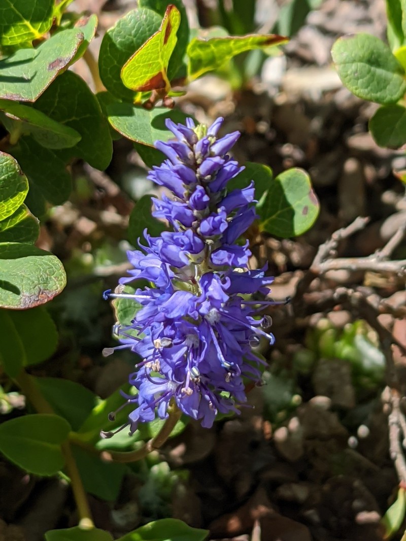 Veronica allionii photo 6