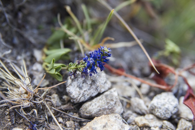 Veronica allionii photo 7