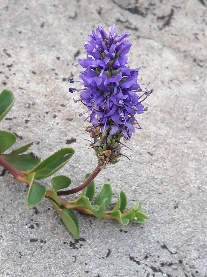 Veronica allionii photo 8