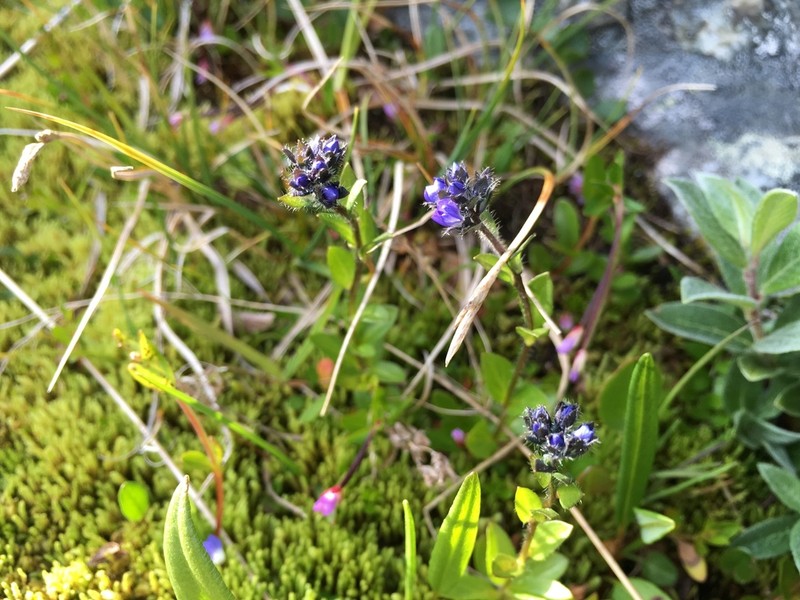 Alpine Speedwell photo 2