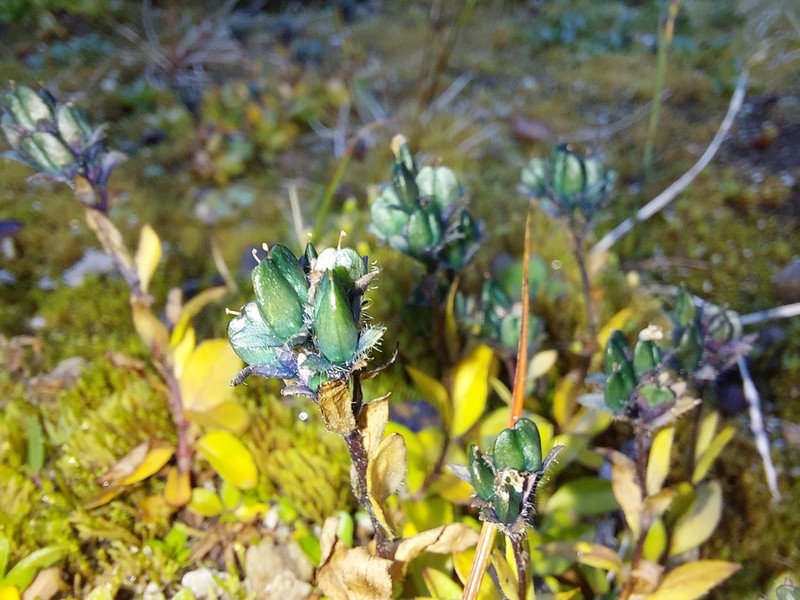 Alpine Speedwell photo 3
