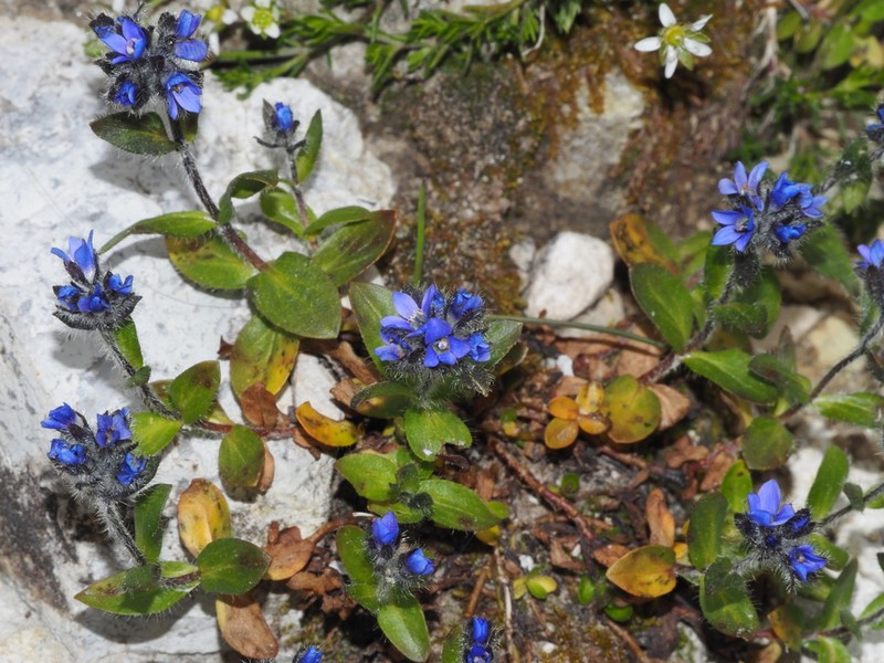 Alpine Speedwell photo 4