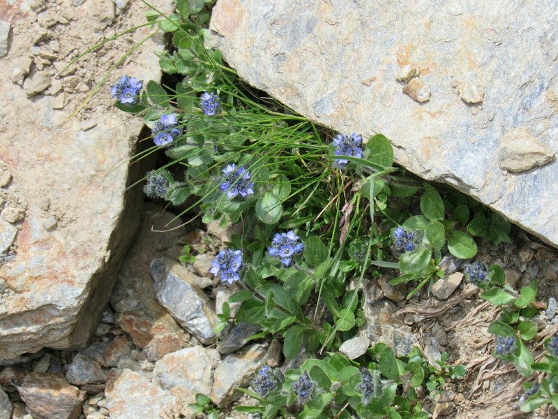 Alpine Speedwell photo 5