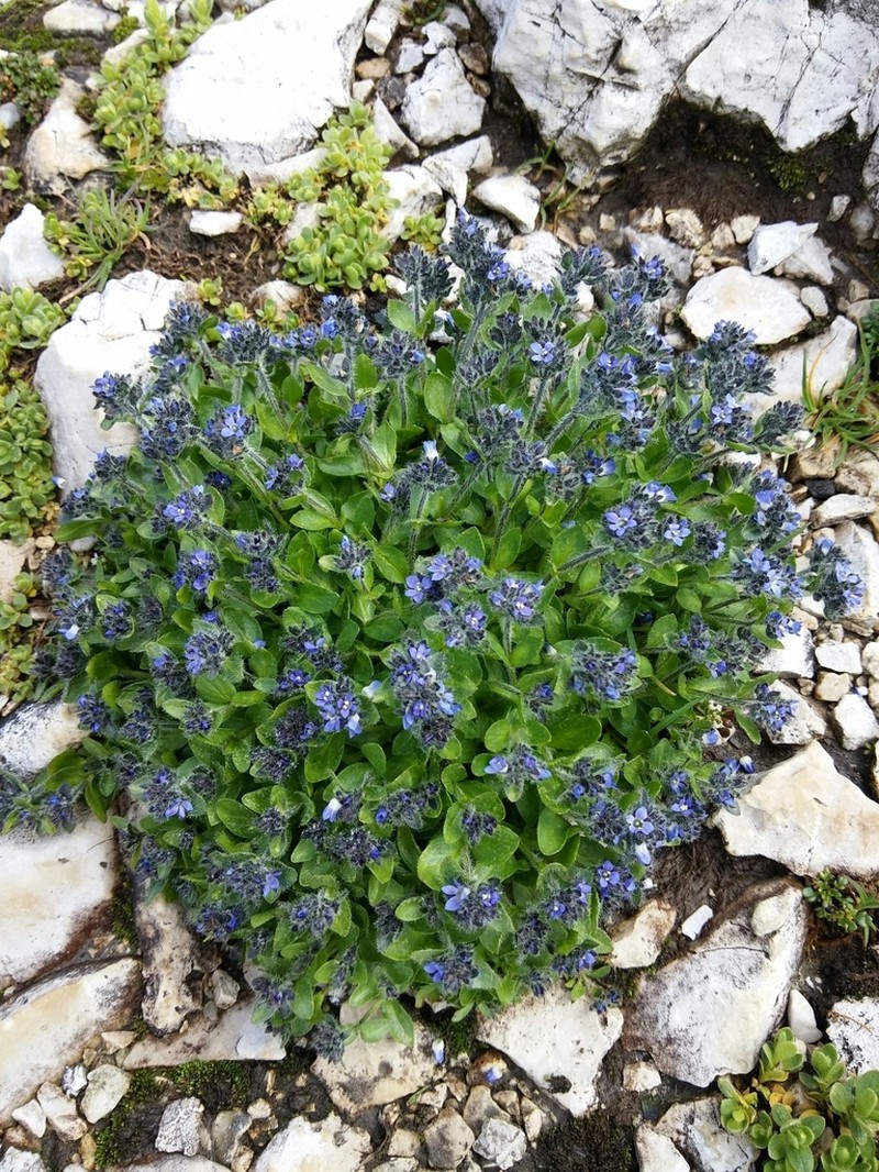 Alpine Speedwell photo 6