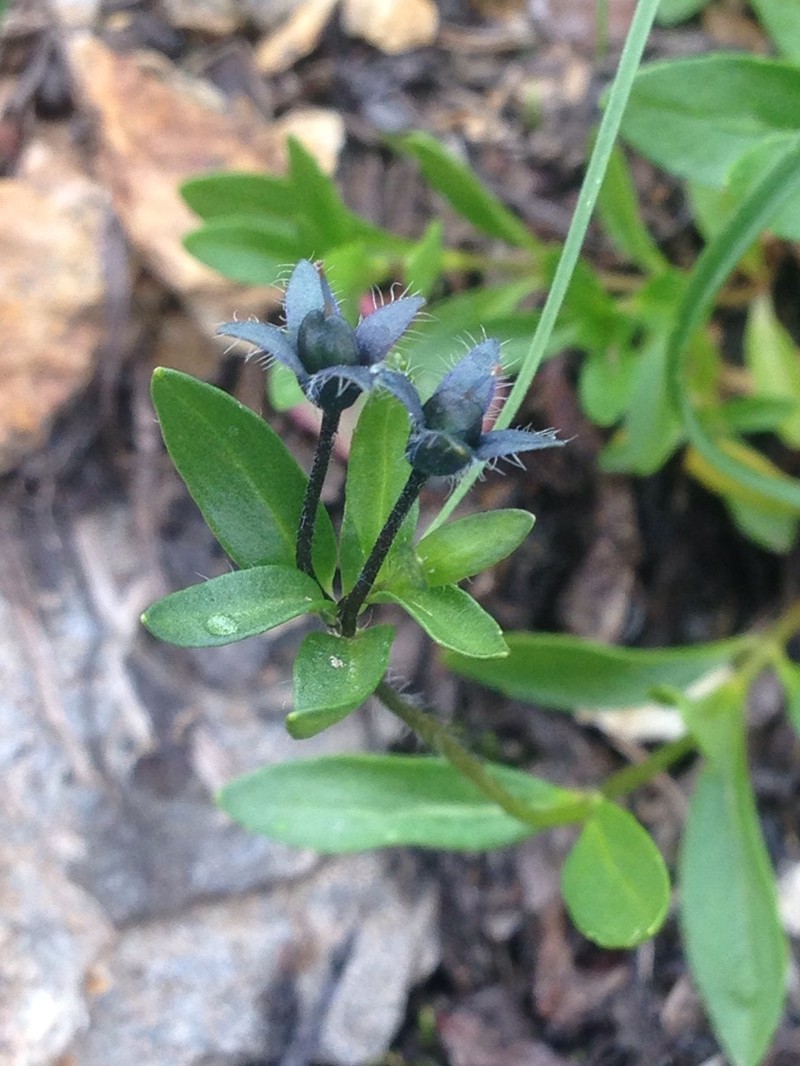 Alpine Speedwell photo 7