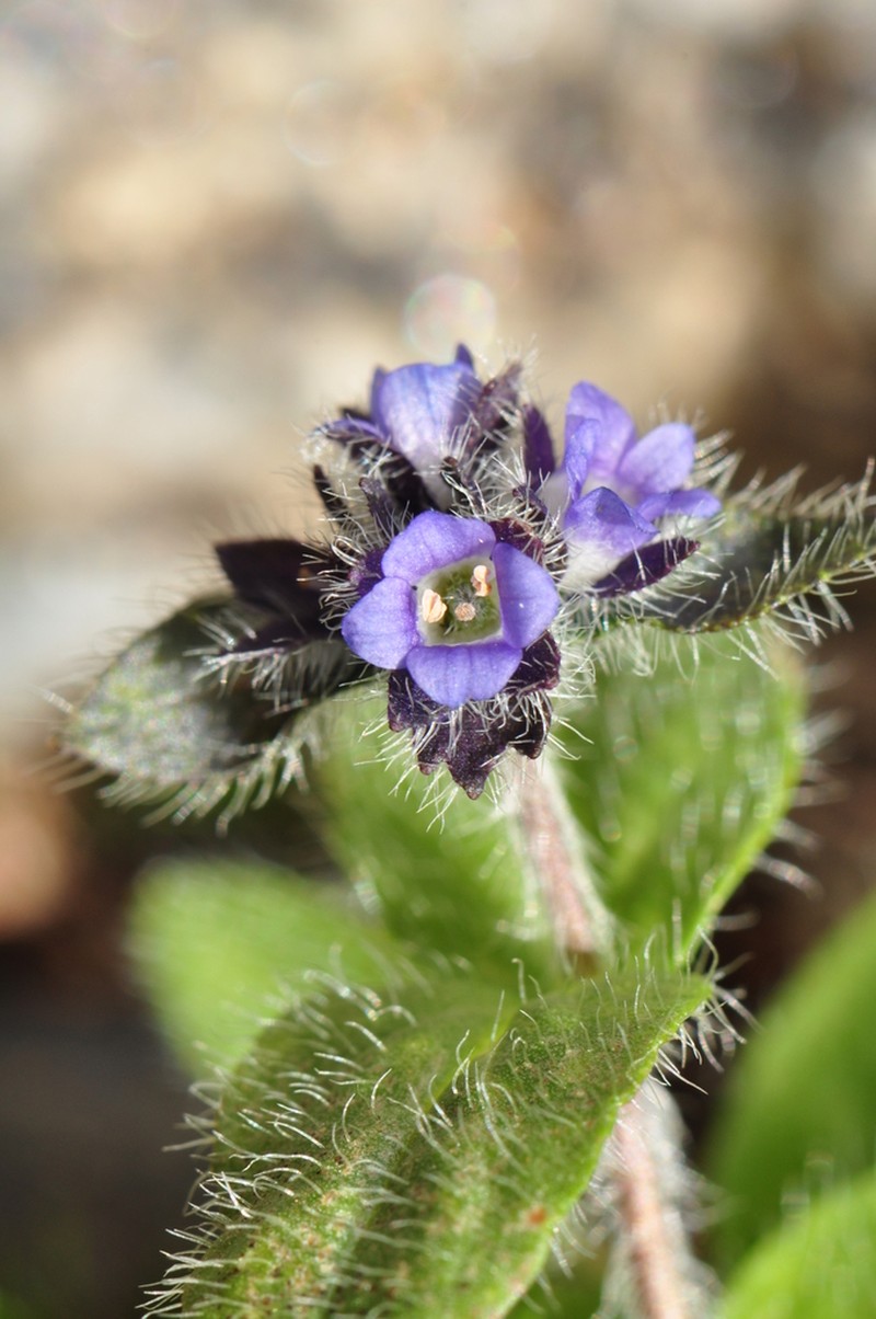 Alpine Speedwell photo 8