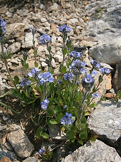 Alpine Speedwell
