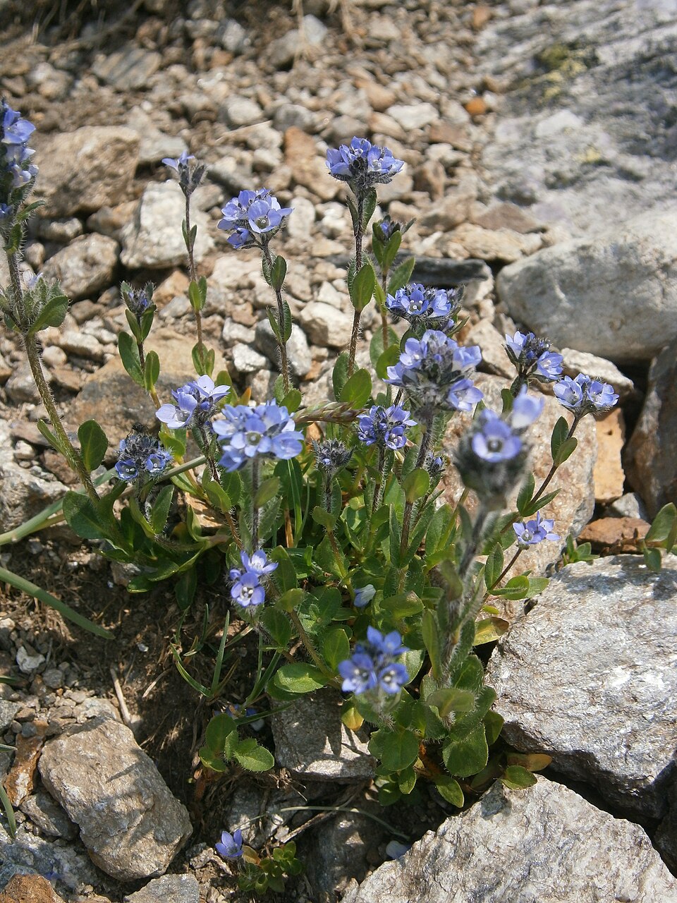 Alpine Speedwell photo 5