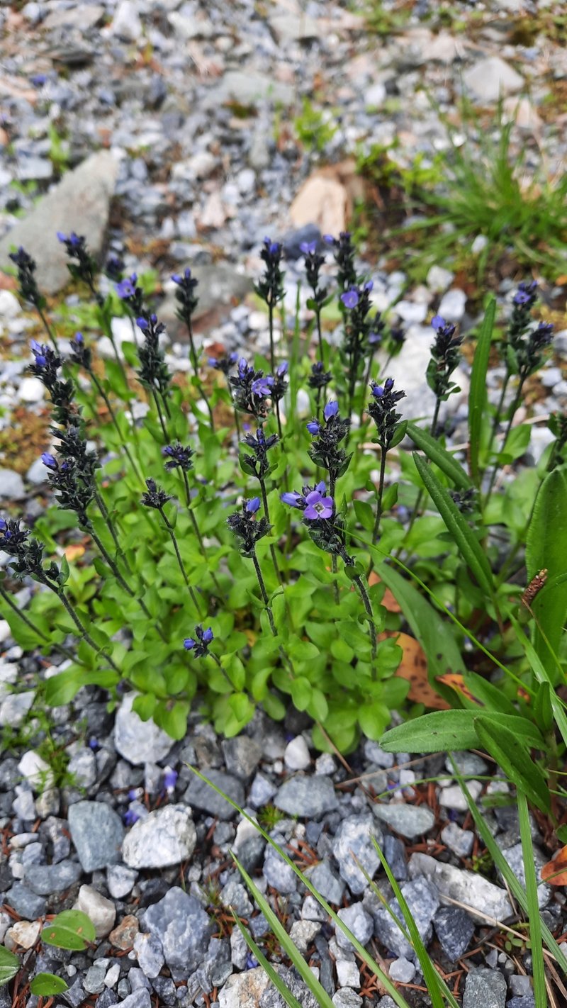 Alpine Speedwell photo 6