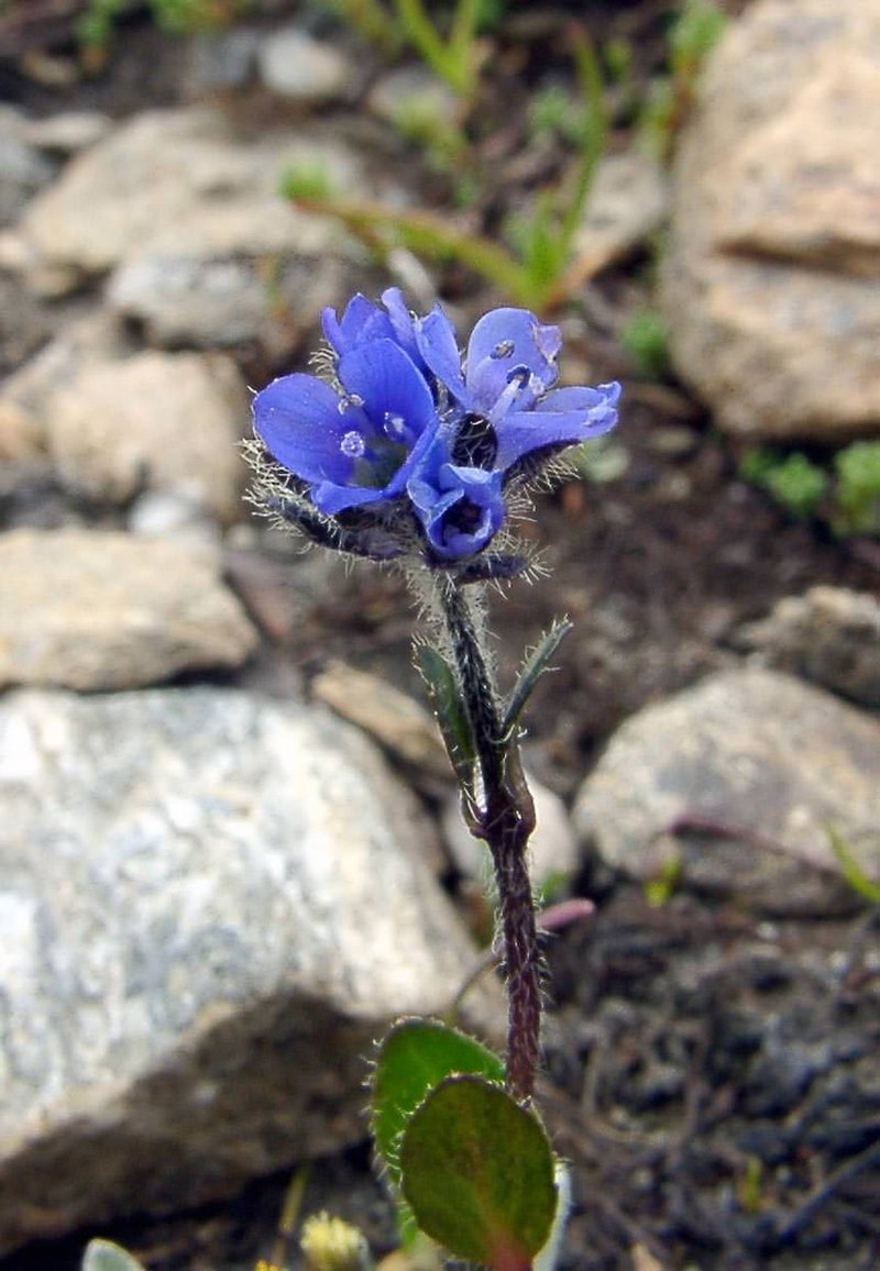 Alpine Speedwell photo 7