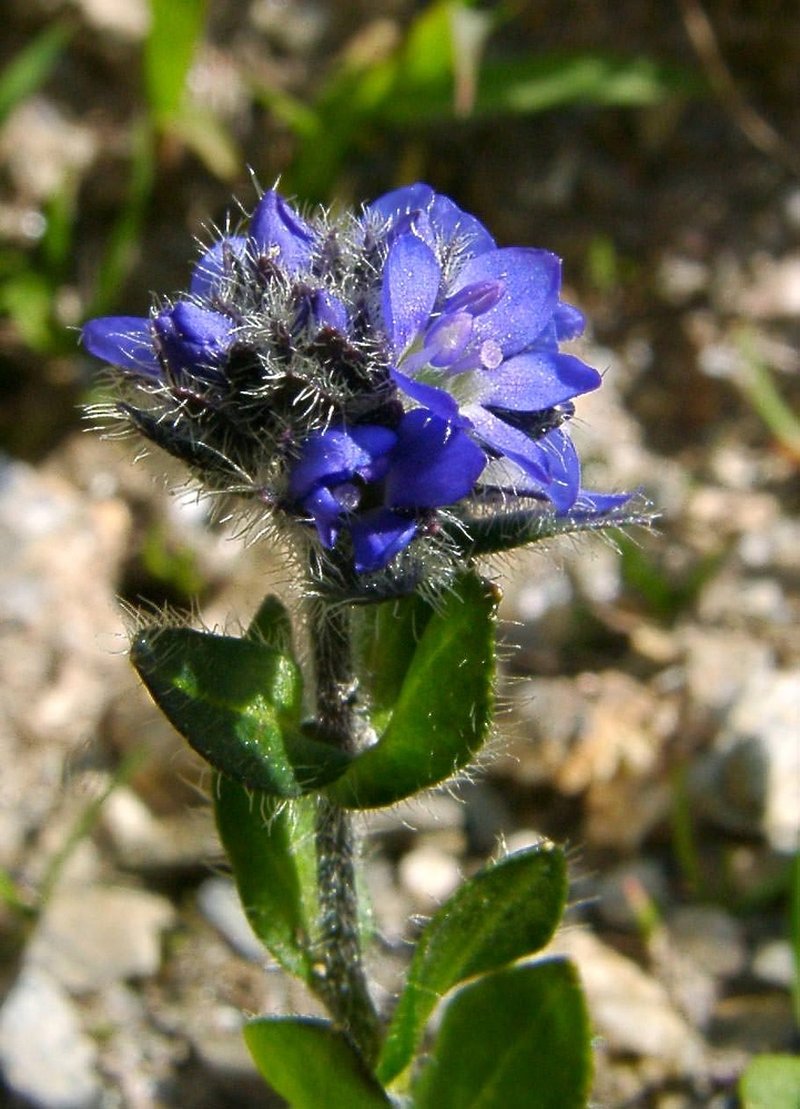 Alpine Speedwell photo 8