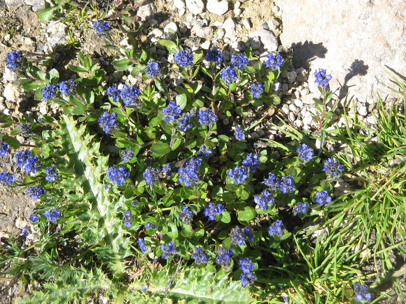 Alpine Speedwell photo 2