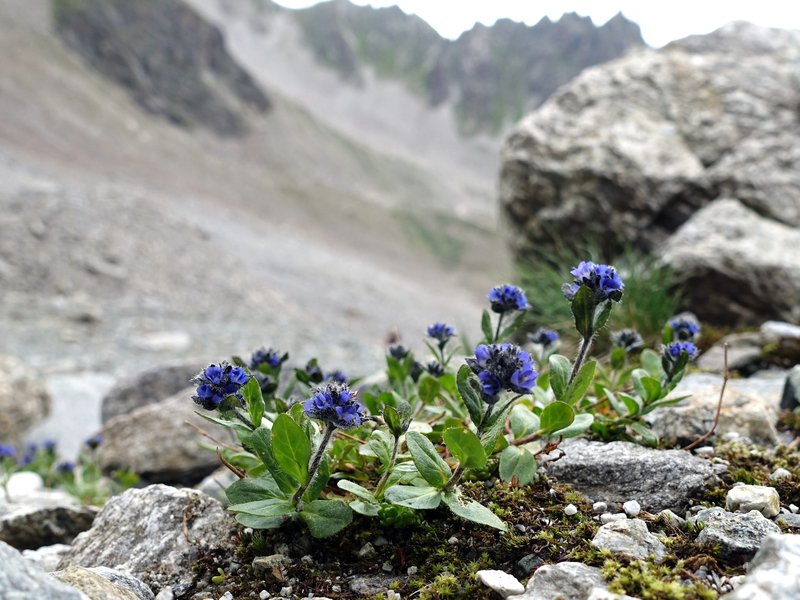 Alpine Speedwell photo 3
