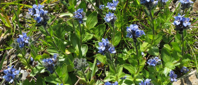 Alpine Speedwell photo 4