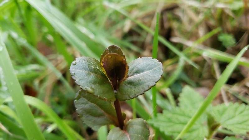 American Speedwell photo 2