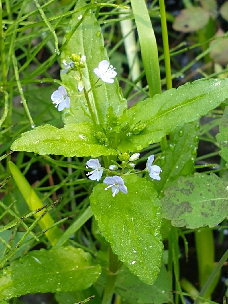 American Speedwell photo 3