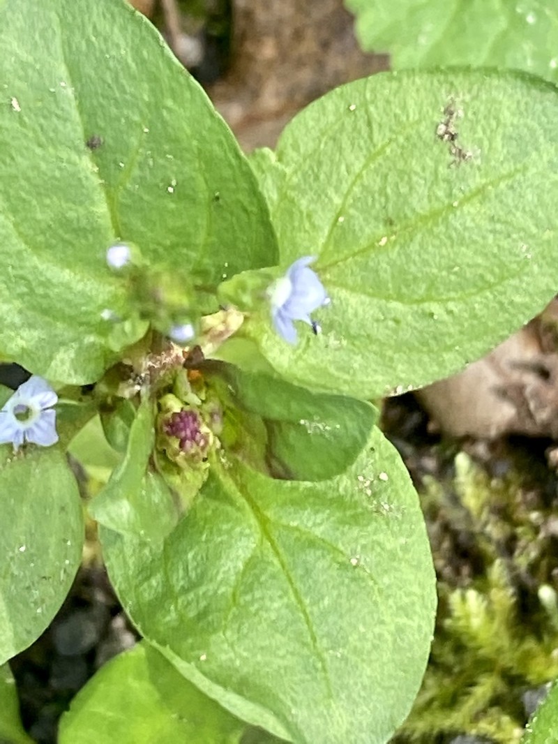 American Speedwell photo 4