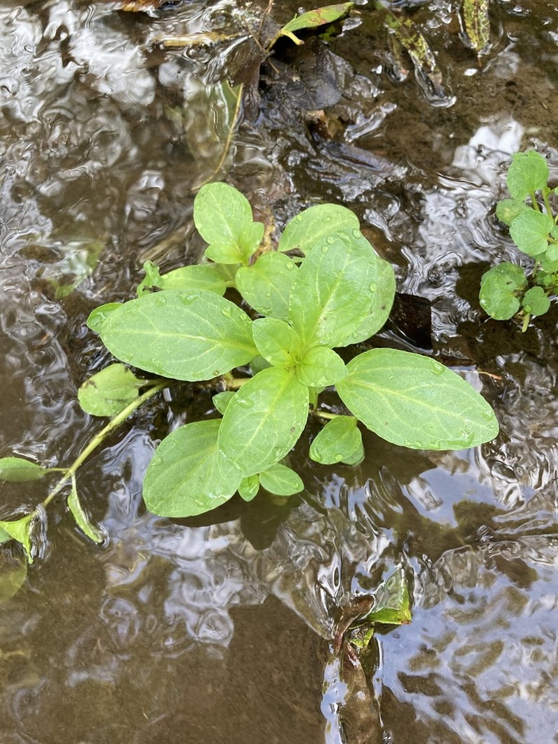 American Speedwell photo 5