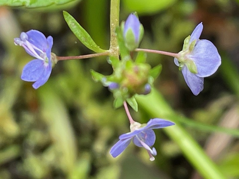 American Speedwell photo 6