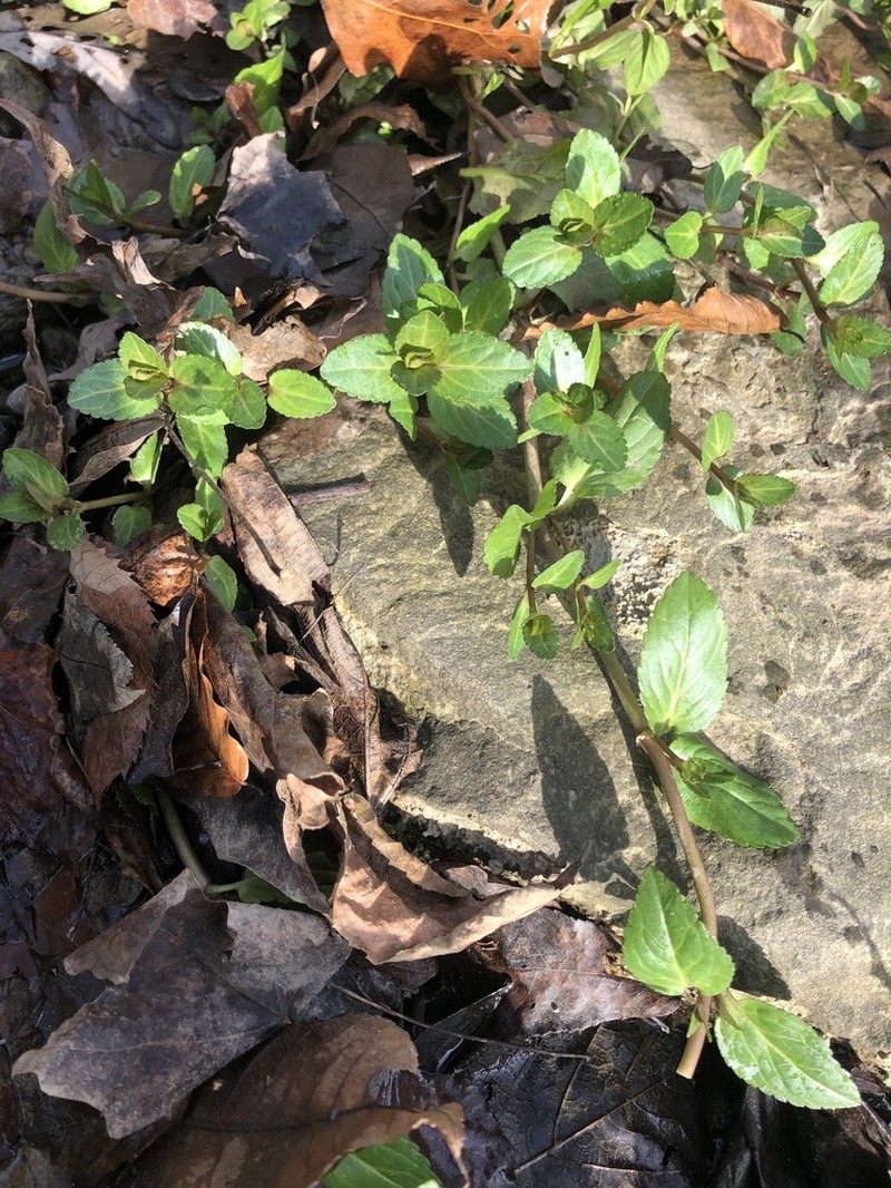 American Speedwell photo 7