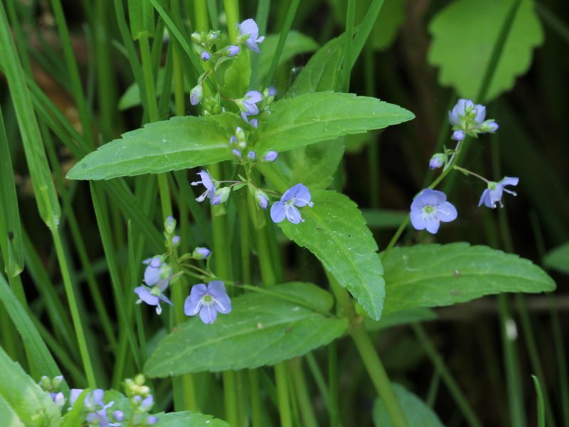 American Speedwell