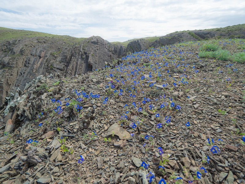 Veronica amoena