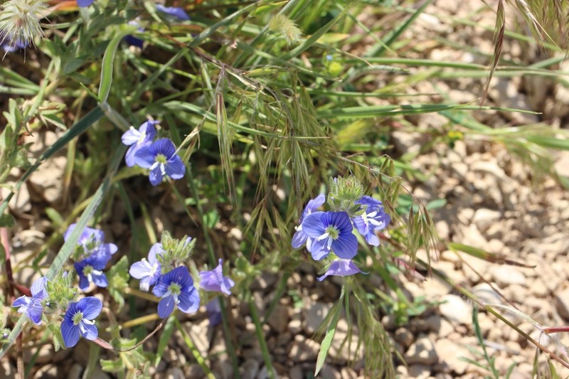 Veronica amoena photo 3