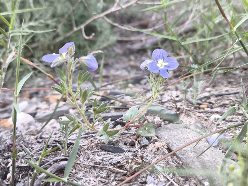 Veronica amoena photo 4