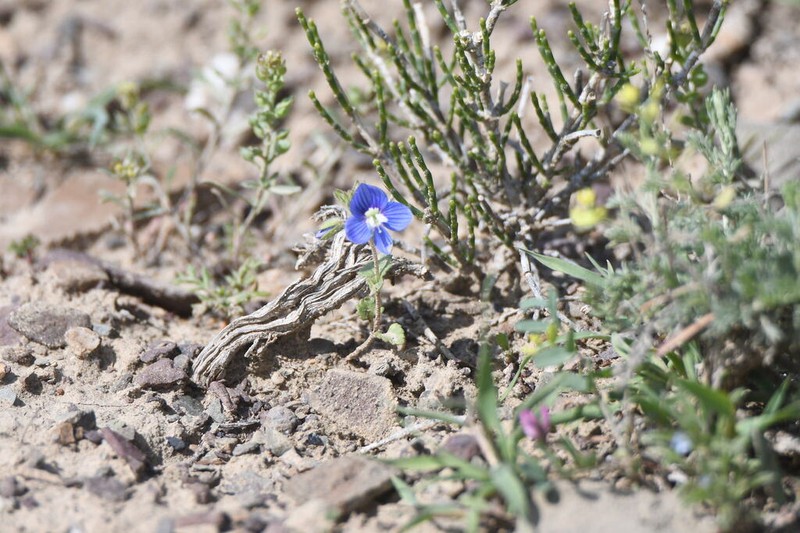 Veronica amoena photo 5