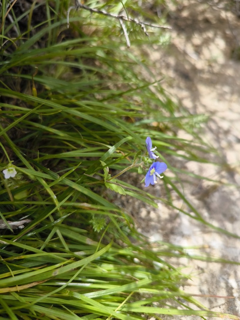 Veronica amoena photo 6
