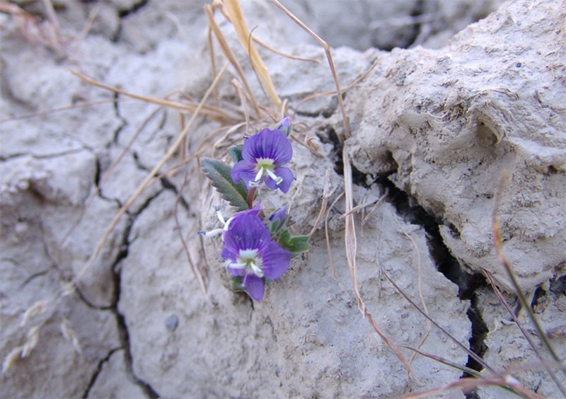 Veronica amoena photo 7