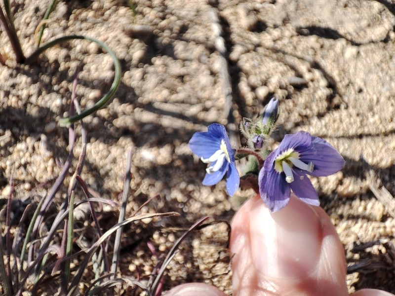 Veronica amoena photo 8