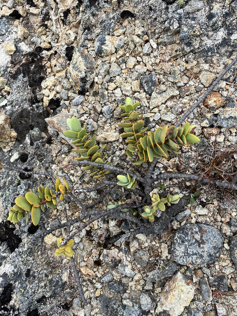 Veronica amplexicaulis