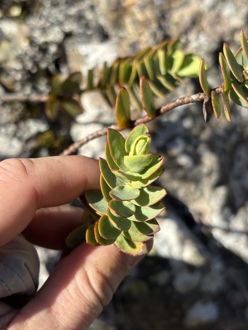 Veronica amplexicaulis photo 2