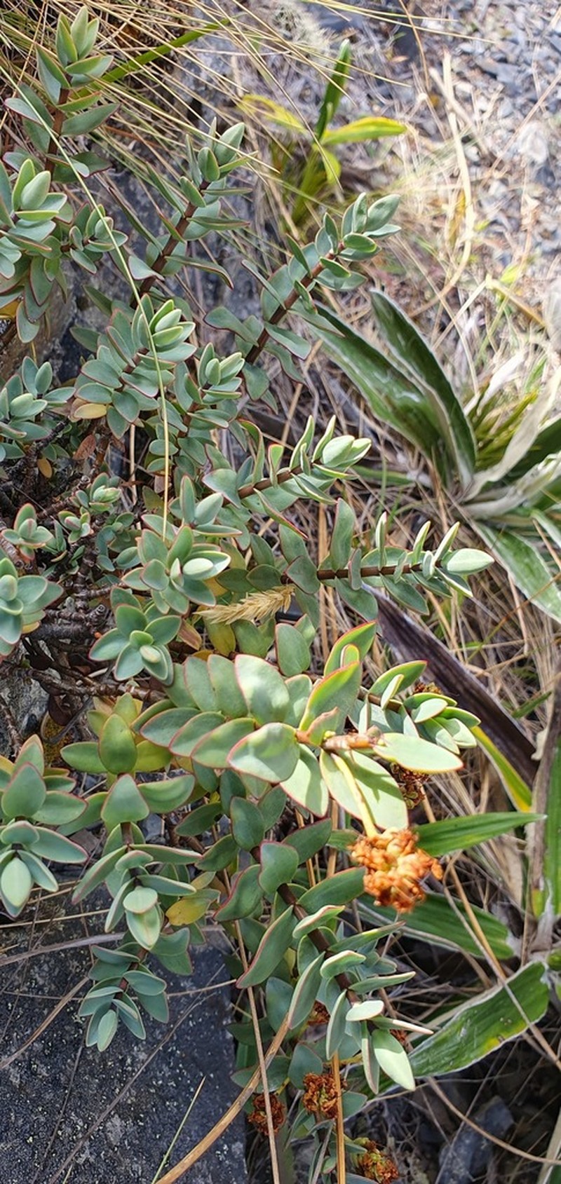 Veronica amplexicaulis photo 3